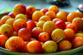 Mirabelles de Lorraine